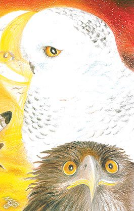 Detaily: Slunce dravců a měsíc sov